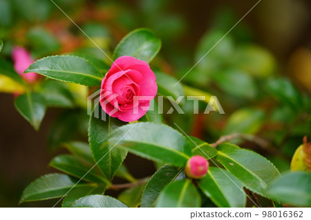 Beautiful sasanqua in Takanohara Hajiyama Park 98016362