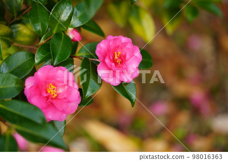 Beautiful sasanqua in Takanohara Hajiyama Park 98016363
