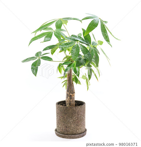 Pachira potted plant known as a foliage plant and a tree that makes money [white background] 98016371