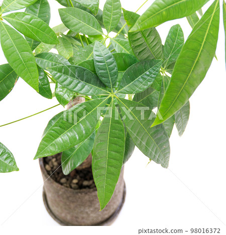 Pachira 葉子被稱為產生金錢的觀葉植物和樹木 [白色背景] 98016372