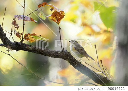 A female Himalayan Bluetail perching on a tree against a background of yellow leaves A female Himalayan Bluetail perching on a tree against a background of yellow leaves 98016621