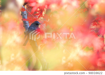 A male Himalayan bluetail seen through the autumn leaves A male Himalayan bluetail seen through the autumn leaves 98016622