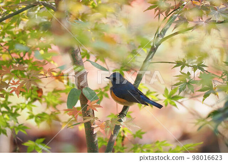 Male Himalayan Bluetail perched on a tree with yellow leaves 98016623
