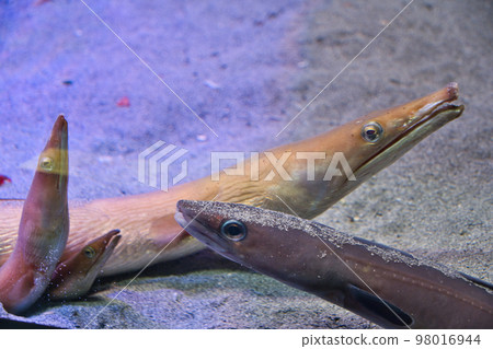 Dynasty snake Dynasty snake 98016944