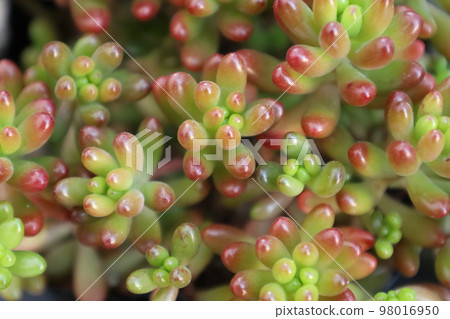 多汁的彩虹球 98016950