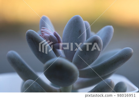 多肉植物藍霧 多肉植物藍霧 98016951