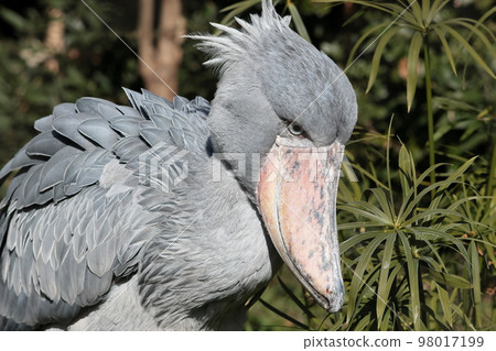 Hashbill Hashbill 98017199