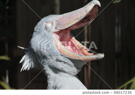 Hashbill Hashbill 98017236