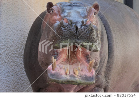 河馬 河馬 98017554