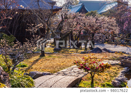 早春的古京都北野天滿宮 Funade 花園和梅花 早春的古京都北野天滿宮 Funade 花園和梅花 98017622