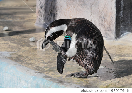 海角企鵝 98017646