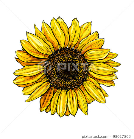 Beautiful flower Sunflower sketch 3 Beautiful flower Sunflower sketch 3 98017803