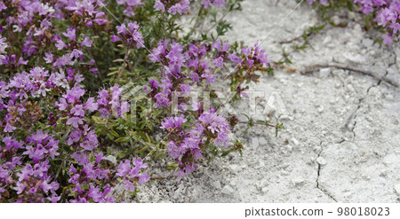 Wild Thyme Thymus serpyllum flowers, small plants growing on bare chalk. Wild Thyme Thymus serpyllum flowers, small plants growing on bare chalk. 98018023