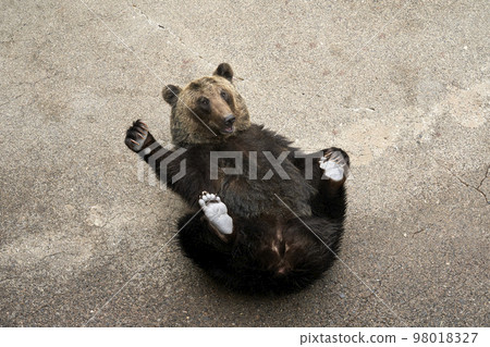 Brown bear lying down and beckoning Brown bear lying down and beckoning 98018327