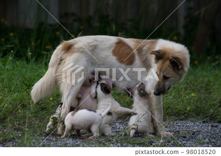 Thai dog feeding puppies 98018520