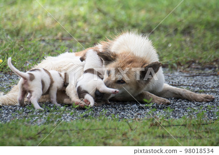 Thai dog feeding puppies Thai dog feeding puppies 98018534
