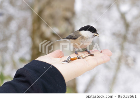 Black-capped tit on the palm of a woman in the mountains Black-capped tit on the palm of a woman in the mountains 98018661