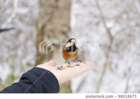 Varied tit on the palm of a woman in the mountains 98018675