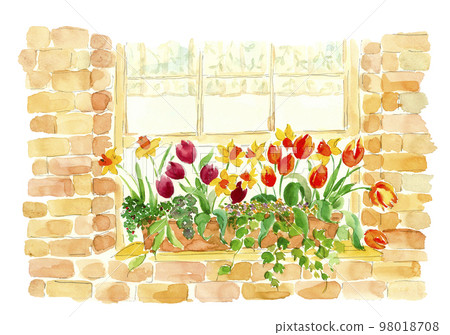 Group planting of tulips, daffodils, ivy, etc. by the window [watercolor illustration] white background 98018708