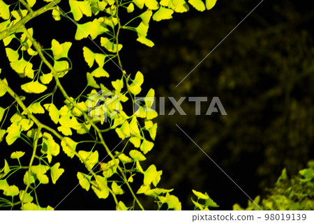 Yellow ginkgo floating in the night sky 98019139