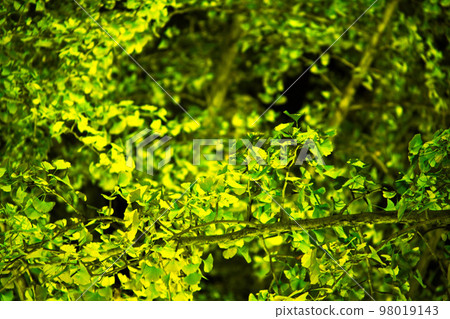 Ginkgo leaves lit up 98019143