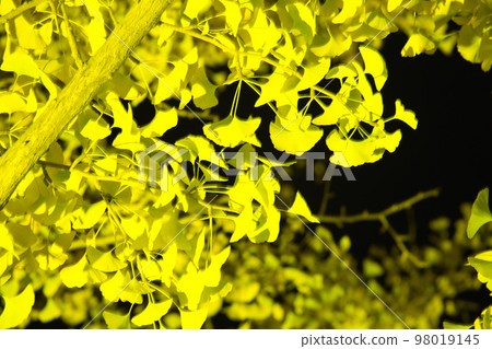 Ginkgo leaves shining yellow 98019145