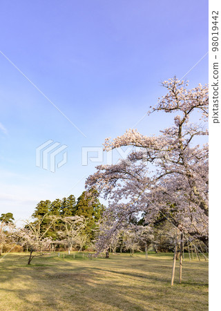 Sendai Sankamine Park with cherry blossoms in full bloom 98019442