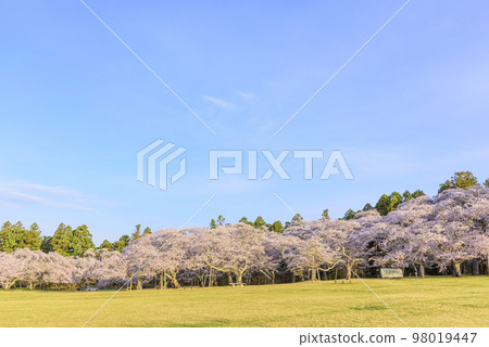 Sendai Sankamine Park with cherry blossoms in full bloom 98019447