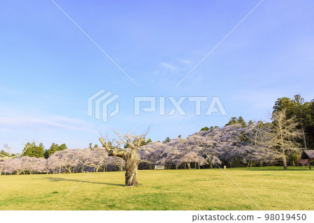 Sendai Sankamine Park with cherry blossoms in full bloom Sendai Sankamine Park with cherry blossoms in full bloom 98019450