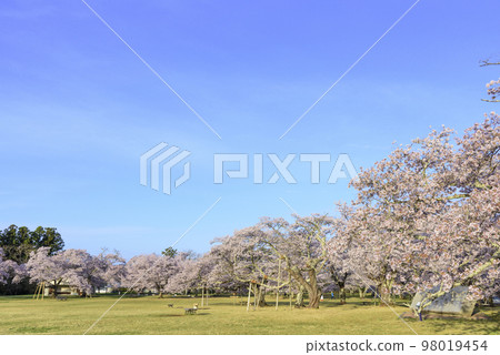 Sendai Sankamine Park with cherry blossoms in full bloom Sendai Sankamine Park with cherry blossoms in full bloom 98019454