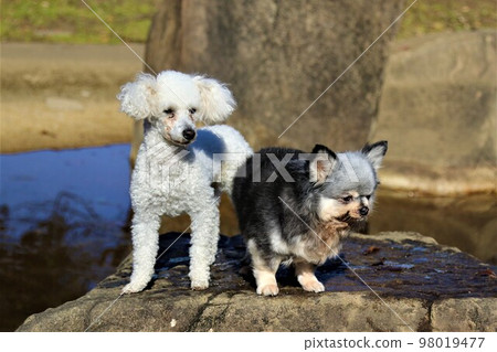 玩具貴賓犬 Bailey 和吉娃娃 Yumeha 在鶴島運動公園的一塊岩石上。 玩具貴賓犬 Bailey 和吉娃娃 Yumeha 在鶴島運動公園的一塊岩石上。 98019477