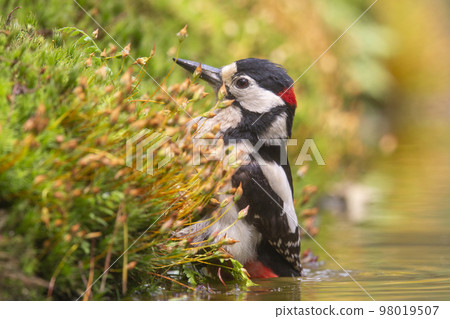 Great spotted woodpecker (Dendrocopos major) 98019507