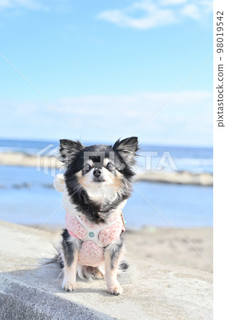 Refreshing sky and sea Cute close-up of Chihuahua (without leash) Refreshing sky and sea Cute close-up of Chihuahua (without leash) 98019542