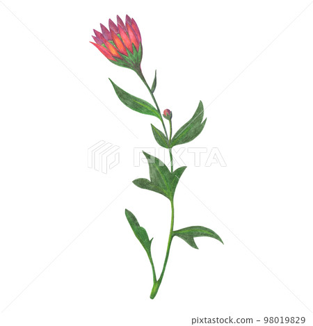 Red Chrysanthemum with Green Leaves Isolated on White Background. Chrysanthemum Flower Element Drawn by Color Pencil. Red Chrysanthemum with Green Leaves Isolated on White Background. Chrysanthemum Flower Element Drawn by Color Pencil. 98019829