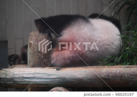Small panda ass 98020197