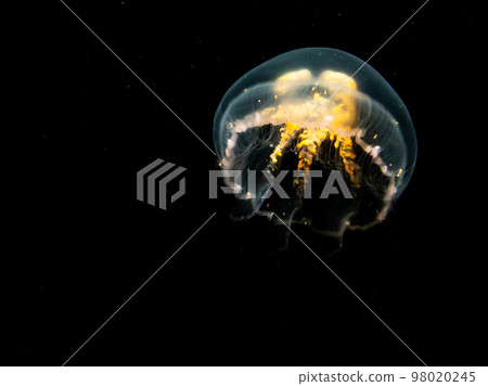 A close-up picture of a Moon jellyfish or Aurelia aurita with black seawater background A close-up picture of a Moon jellyfish or Aurelia aurita with black seawater background 98020245