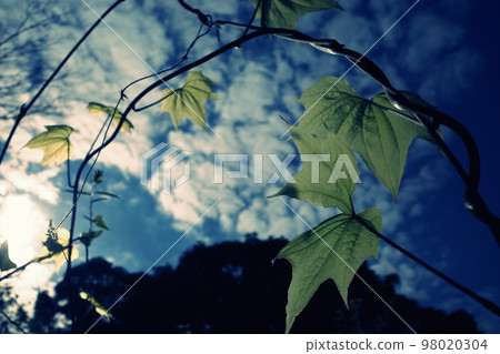 leaf veins floating in the sun 98020304