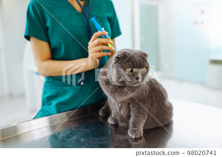 Woman veterinarian examining cat on table in veterinary clinic. Medicine treatment of pets. Woman veterinarian examining cat on table in veterinary clinic. Medicine treatment of pets. 98020741