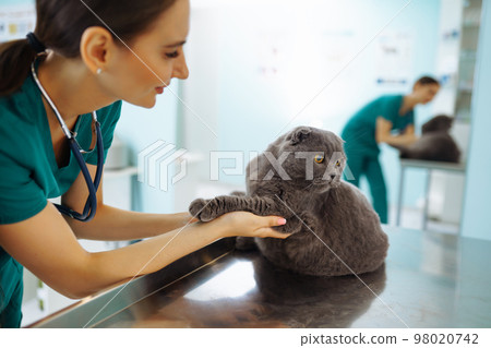 Woman veterinarian examining cat on table in veterinary clinic. Medicine treatment of pets. Woman veterinarian examining cat on table in veterinary clinic. Medicine treatment of pets. 98020742