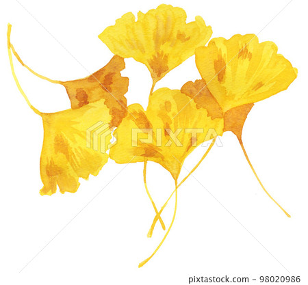 ginkgo23108pix7 98020986