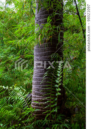 Tropical garden detail with textured tree bark 98021097
