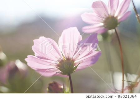 Cosmos in the sunlight 98021364