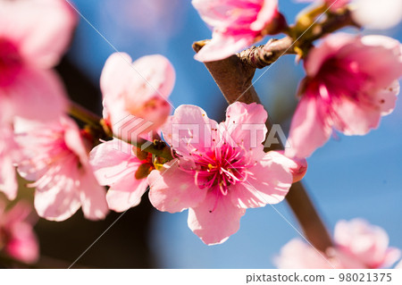 blooming peach trees on blue sky background 98021375