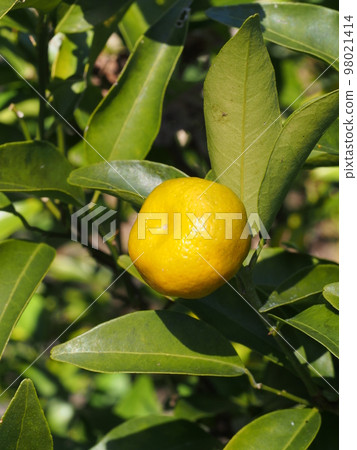 Tachibana yellow fruit Scientific name: Citrus tachibana Tachibana yellow fruit Scientific name: Citrus tachibana 98021414