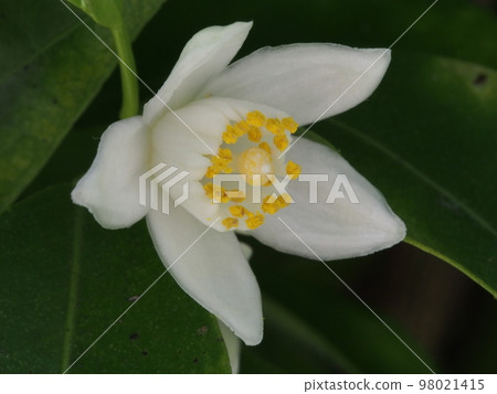 White flower of Tachibana Scientific name: Citrus tachibana White flower of Tachibana Scientific name: Citrus tachibana 98021415