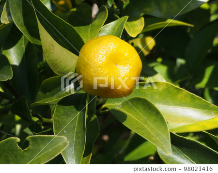 Tachibana yellow fruit Scientific name: Citrus tachibana 98021416