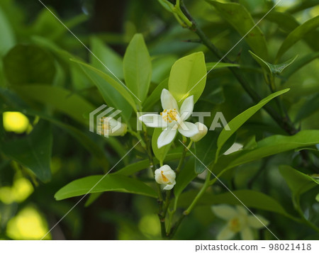 White flower of Tachibana Scientific name: Citrus tachibana 98021418