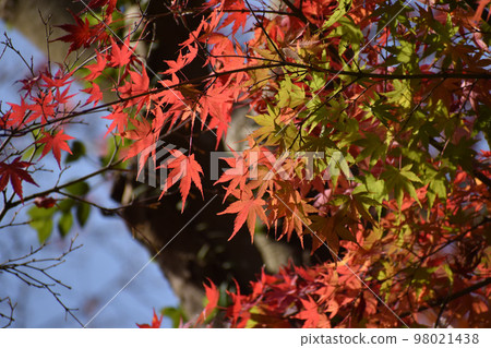 colored maple 98021438