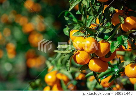 Orange garden 98021443