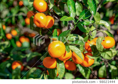 Orange garden 98021444